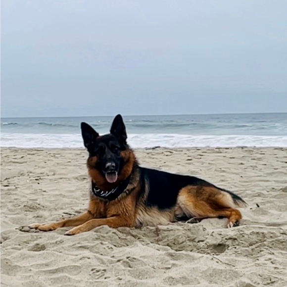 Thank you all for sharing ❤️, I’m returning the Love Always 🌷💕💕 Andy 💕💕🌷 - Picture 3 of 6